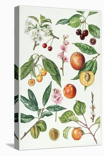 Cherries and Other Fruit-Bearing Trees-Elizabeth Rice-Premier Image Canvas