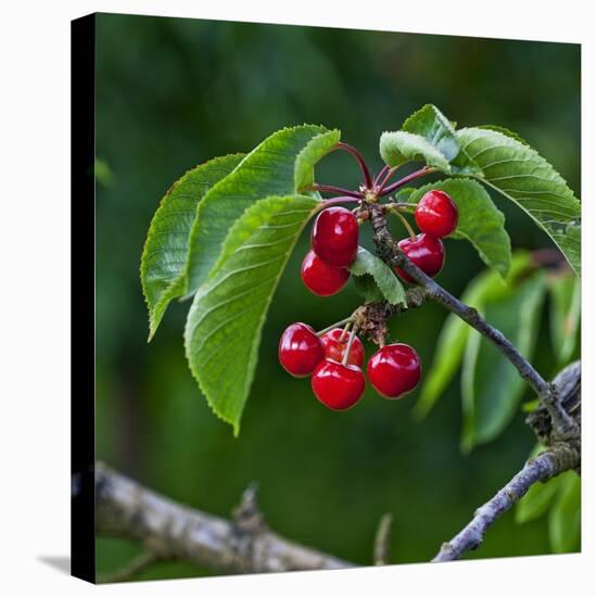 Cherries, Norway-Arctic-Images-Premier Image Canvas