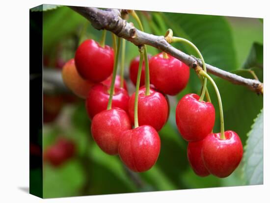 Cherries, Orchard near Cromwell, Central Otago, South Island, New Zealand-David Wall-Premier Image Canvas