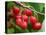 Cherries, Orchard near Cromwell, Central Otago, South Island, New Zealand-David Wall-Premier Image Canvas