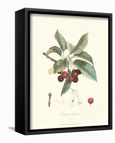 Cherries-Pierre-Antoine Poiteau-Stretched Canvas