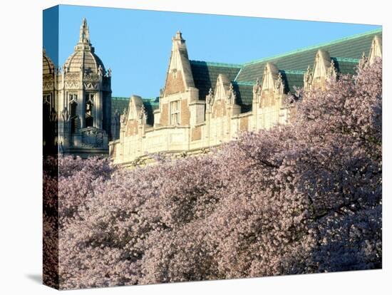 Cherry Blooms at the University of Washington, Seattle, Washington, USA-William Sutton-Premier Image Canvas