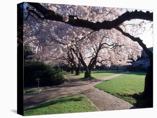 Cherry Blooms at the University of Washington, Seattle, Washington, USA-William Sutton-Premier Image Canvas