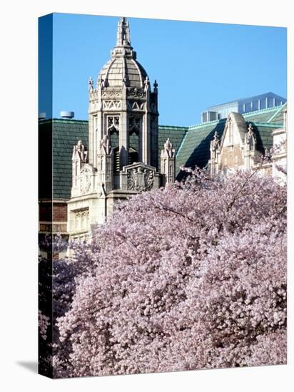 Cherry Blooms at the University of Washington, Seattle, Washington, USA-William Sutton-Premier Image Canvas