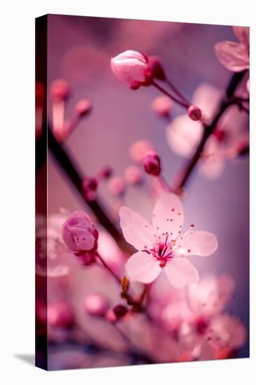 Cherry Blossom 2-Philippe Sainte-Laudy-Premier Image Canvas