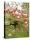 Cherry Blossom, Buds-Harald Kroiss-Premier Image Canvas