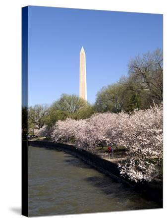 Cherry Blossom Festival at the National Mall Washington 24" x 36" Canvas DC