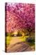 Cherry blossom in Greenwich Park, London, England, United Kingdom, Europe-Ed Hasler-Premier Image Canvas