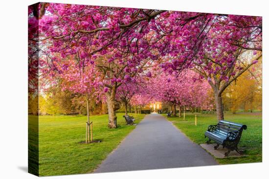 Cherry blossom in Greenwich Park, London, England, United Kingdom, Europe-Ed Hasler-Premier Image Canvas