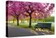 Cherry blossom in Greenwich Park, London, England, United Kingdom, Europe-Ed Hasler-Premier Image Canvas