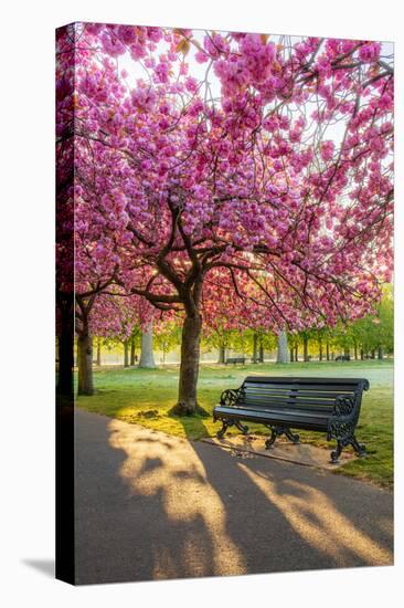 Cherry blossom in Greenwich Park, London, England, United Kingdom, Europe-Ed Hasler-Premier Image Canvas