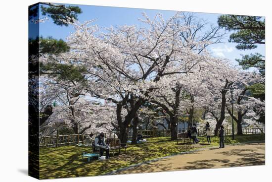 Cherry blossom in the Hakodate Park, Hakodate, Hokkaido, Japan, Asia-Michael Runkel-Premier Image Canvas