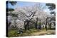 Cherry blossom in the Hakodate Park, Hakodate, Hokkaido, Japan, Asia-Michael Runkel-Premier Image Canvas