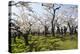 Cherry blossom in the Hakodate Park, Hakodate, Hokkaido, Japan, Asia-Michael Runkel-Premier Image Canvas