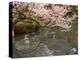 Cherry Blossom, Kenrokuen Garden, Kanazawa City, Ishigawa Prefecture, Honshu Island, Japan-Christian Kober-Premier Image Canvas