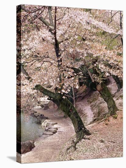 Cherry Blossom Lane-Monte Nagler-Premier Image Canvas