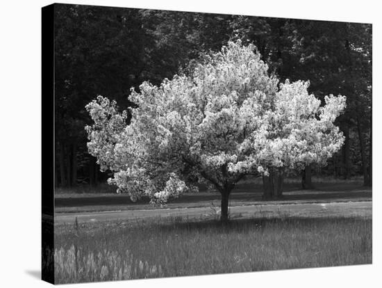 Cherry Blossom, Michigan 04-Monte Nagler-Premier Image Canvas