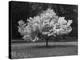 Cherry Blossom, Michigan 04-Monte Nagler-Premier Image Canvas