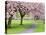 Cherry Blossom on the Stray in Spring, Harrogate, North Yorkshire, Yorkshire, England, UK, Europe-Mark Sunderland-Premier Image Canvas