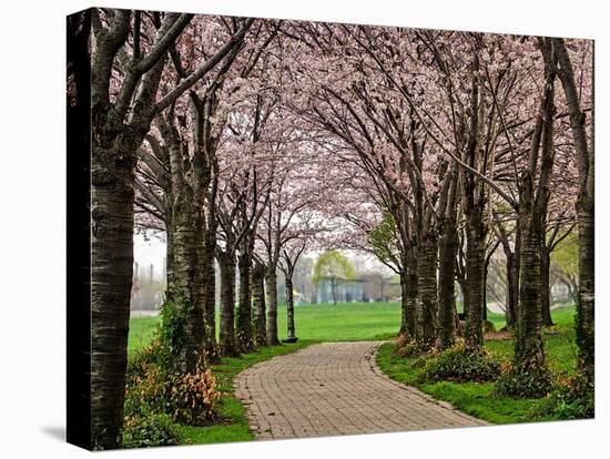 Cherry Blossom Path-Chuck Burdick-Premier Image Canvas