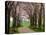 Cherry Blossom Path-Chuck Burdick-Premier Image Canvas