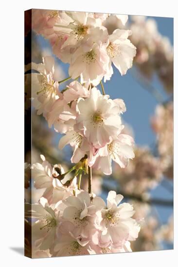 Cherry Blossom (Prunus 'Accolade')-Adrian Thomas-Premier Image Canvas