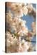 Cherry Blossom (Prunus 'Accolade')-Adrian Thomas-Premier Image Canvas