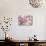 Cherry Blossom (Prunus 'Serrulata')-Maria Mosolova-Premier Image Canvas displayed on a wall