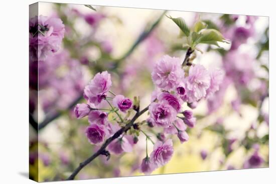 Cherry Blossom (Prunus 'Serrulata')-Maria Mosolova-Premier Image Canvas