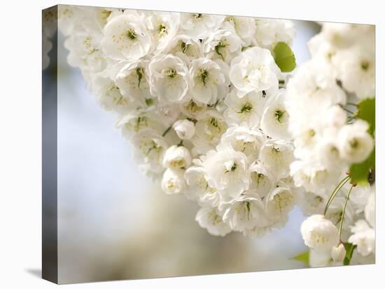 Cherry Blossom (Prunus Sp.)-Adrian Bicker-Premier Image Canvas