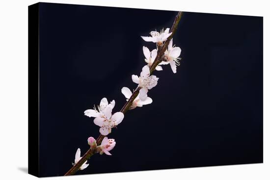 Cherry Blossom Sakura Isolated Black Background-crystalfoto-Premier Image Canvas