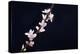 Cherry Blossom Sakura Isolated Black Background-crystalfoto-Premier Image Canvas