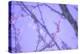 Cherry Blossom Sky 8-null-Premier Image Canvas