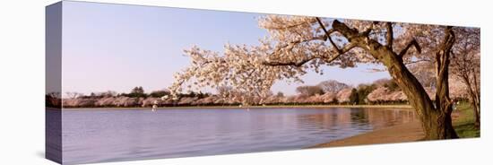 Cherry Blossom Tree along a Lake, Potomac Park, Washington D.C., USA-null-Premier Image Canvas