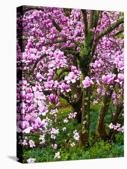 Cherry Blossom Tree in Spring Bloom, Wilmington, Delaware, Usa-Jay O'brien-Premier Image Canvas