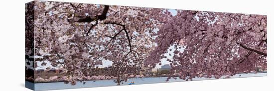 Cherry Blossom Trees in Bloom at the National Mall, Washington Dc, USA-null-Premier Image Canvas