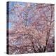 Cherry Blossom Trees in Full Bloom at the National Mall, Washington Dc, USA-null-Premier Image Canvas