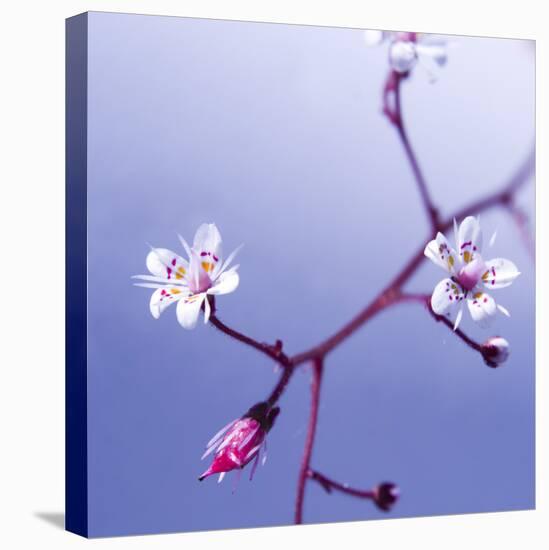 Cherry Blossom-null-Premier Image Canvas