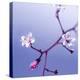 Cherry Blossom-null-Premier Image Canvas