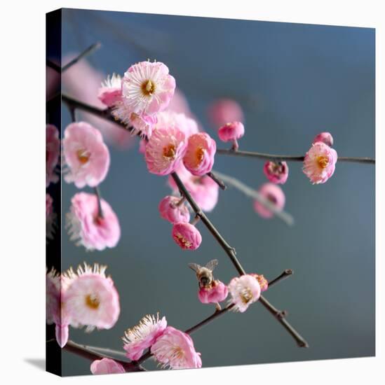 Cherry Blossom-null-Premier Image Canvas