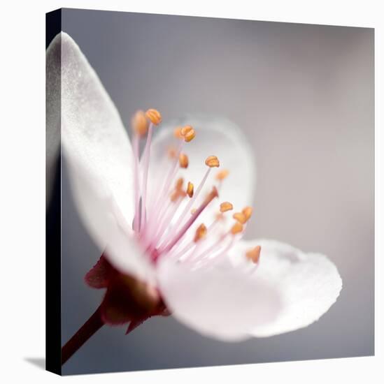 Cherry Blossom-null-Premier Image Canvas