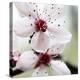 Cherry Blossom-null-Premier Image Canvas