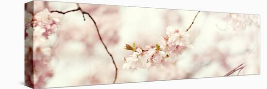 Cherry Blossom-Sarah Gardner-Stretched Canvas