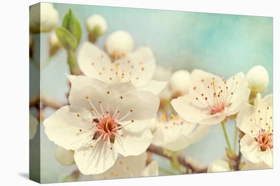 Cherry Blossoms Against a Blue Sky-egal-Premier Image Canvas