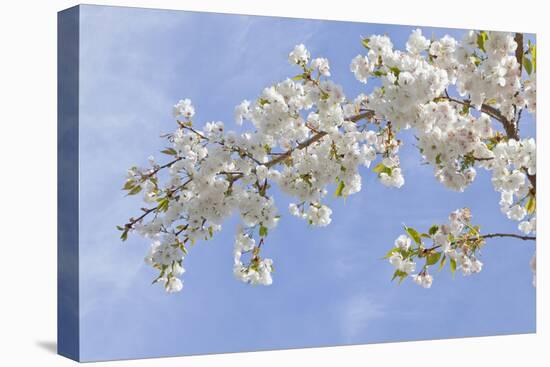 Cherry Blossoms Against Blue Sky, Seabeck, Washington, USA-Jaynes Gallery-Premier Image Canvas