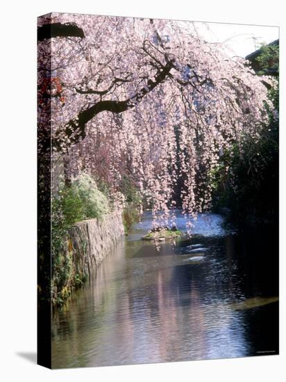 Cherry Blossoms and a River-null-Premier Image Canvas