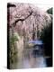 Cherry Blossoms and a River-null-Premier Image Canvas