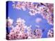 Cherry Blossoms and Blue Sky-null-Premier Image Canvas