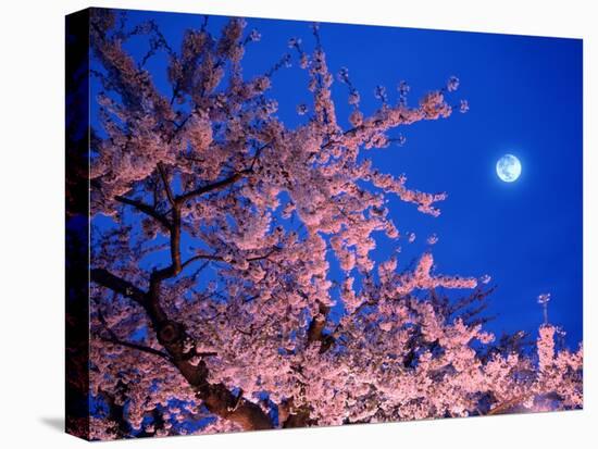 Cherry Blossoms and Full Moon-null-Premier Image Canvas