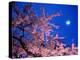 Cherry Blossoms and Full Moon-null-Premier Image Canvas